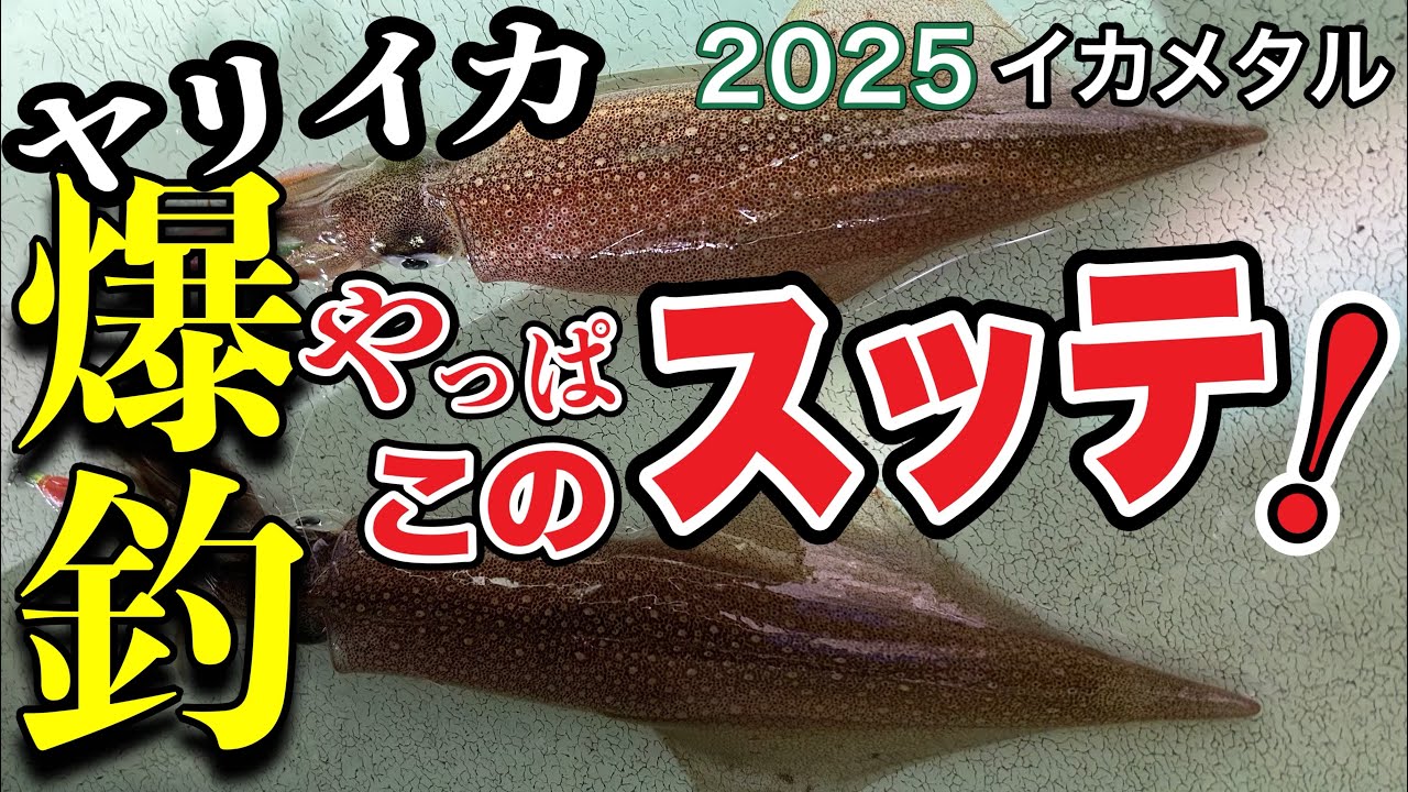 [イカメタル]爆釣！今年はアタり年！？やっぱこのスッテが効く！