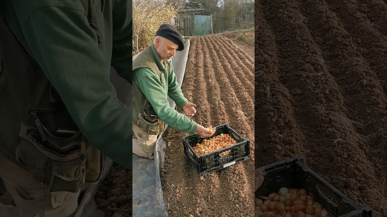 Comment planter des oignons en permaculture au domaine d'Alôsnys.