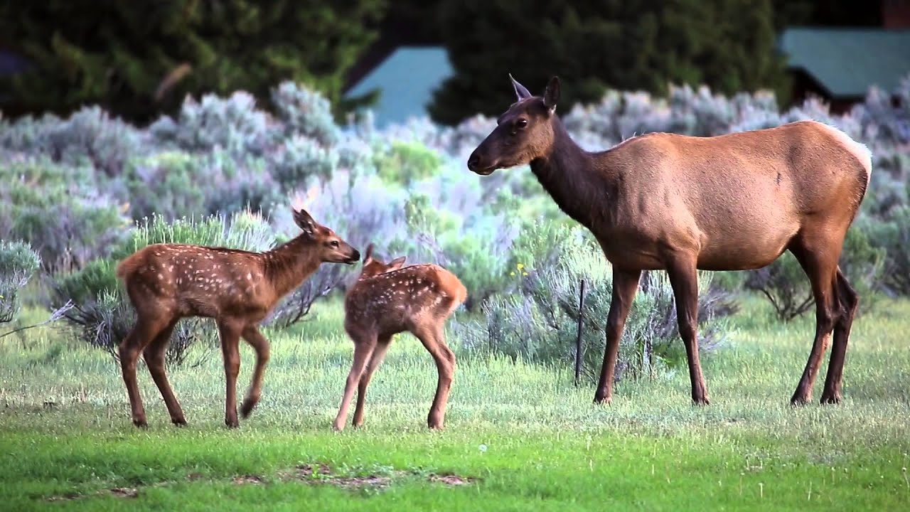 Elk Meadows Ranch