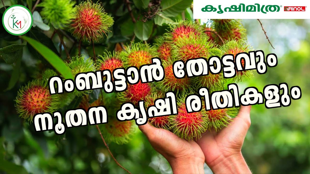 റംബൂട്ടാന്റെ കായിഫലവും മധുരവും വർദ്ധിപ്പിക്കാം ഈ വളപ്രയോഗത്തിലൂടെ. #KRISHIMITHRA