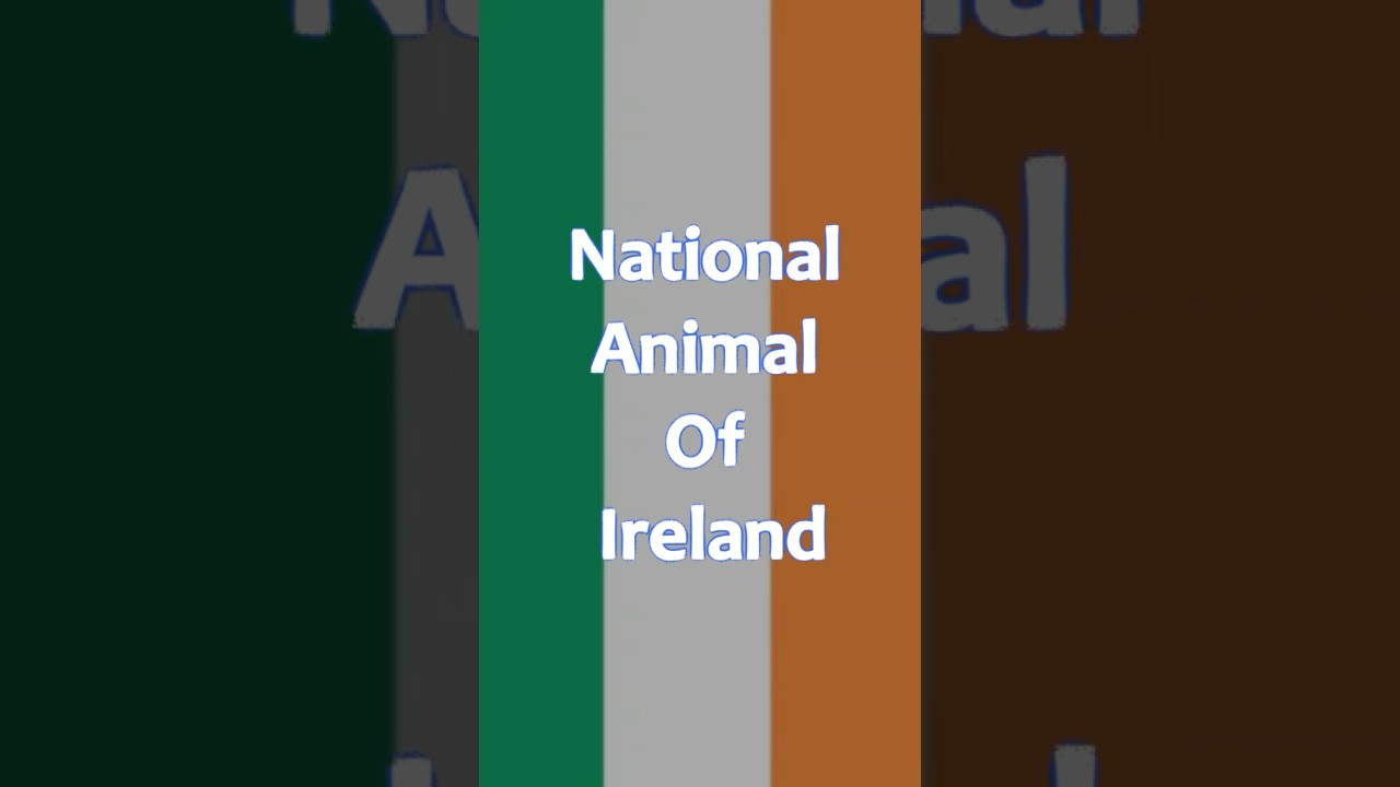 National Animal of Ireland 🇮🇪🦌 | Red Deer &ndash; Ireland&rsquo;s Wild Majesty! #shorts #animalfacts #ireland