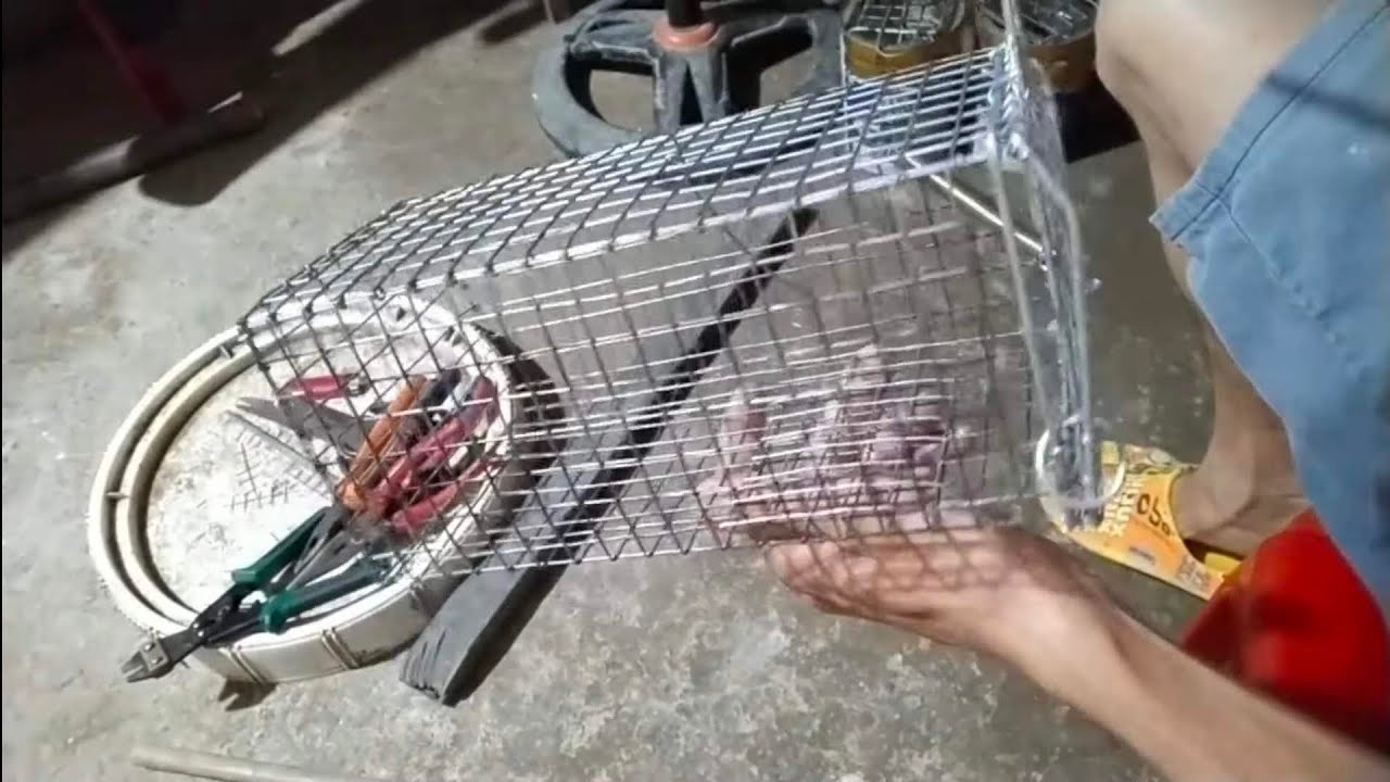 Hướng Dẫn làm lồng Bẫy Chuột Săn Cống Nhum - Khoá Chạy Phen Chống Sẩy