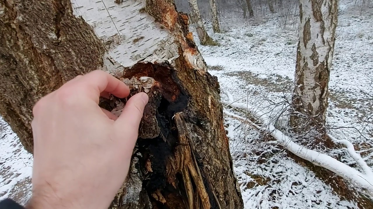 Błyskoporek podkorowy (Inonotus obliquus), czaga, badanie drzew, Pracownia Przyrodnicza SOSENKA