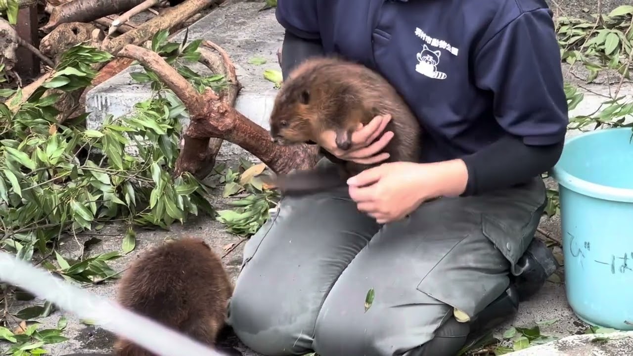 【衝撃的な可愛さ】双子の赤ちゃんビーバー お食事タイムFull version 羽村動物園（ヒノトントンZOO）The CUTEST ￼Twin Baby Beavers having lunch