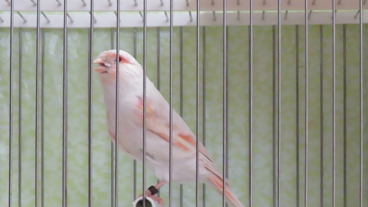 Сатинет красный мозаик