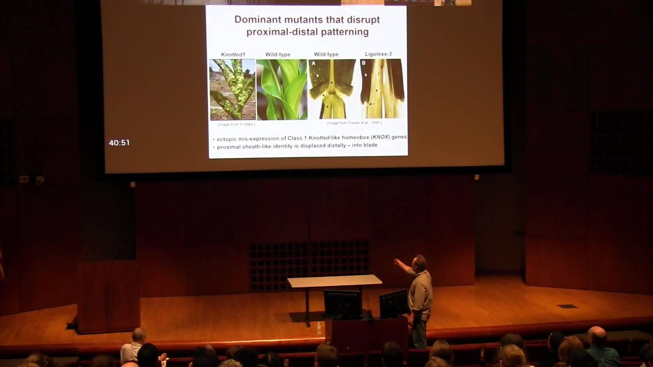 Ontogeny of the grass ligule: how to draw a line on a leaf