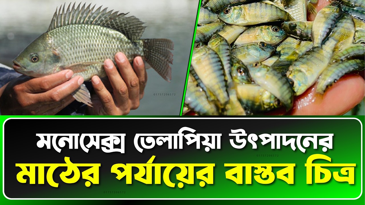 🔥 মনোসেক্স তেলাপিয়া পোনা উৎপাদনের সম্পূর্ণ প্রক্রিয়া | খামারিদের জন্য গাইড | Fish Live BD