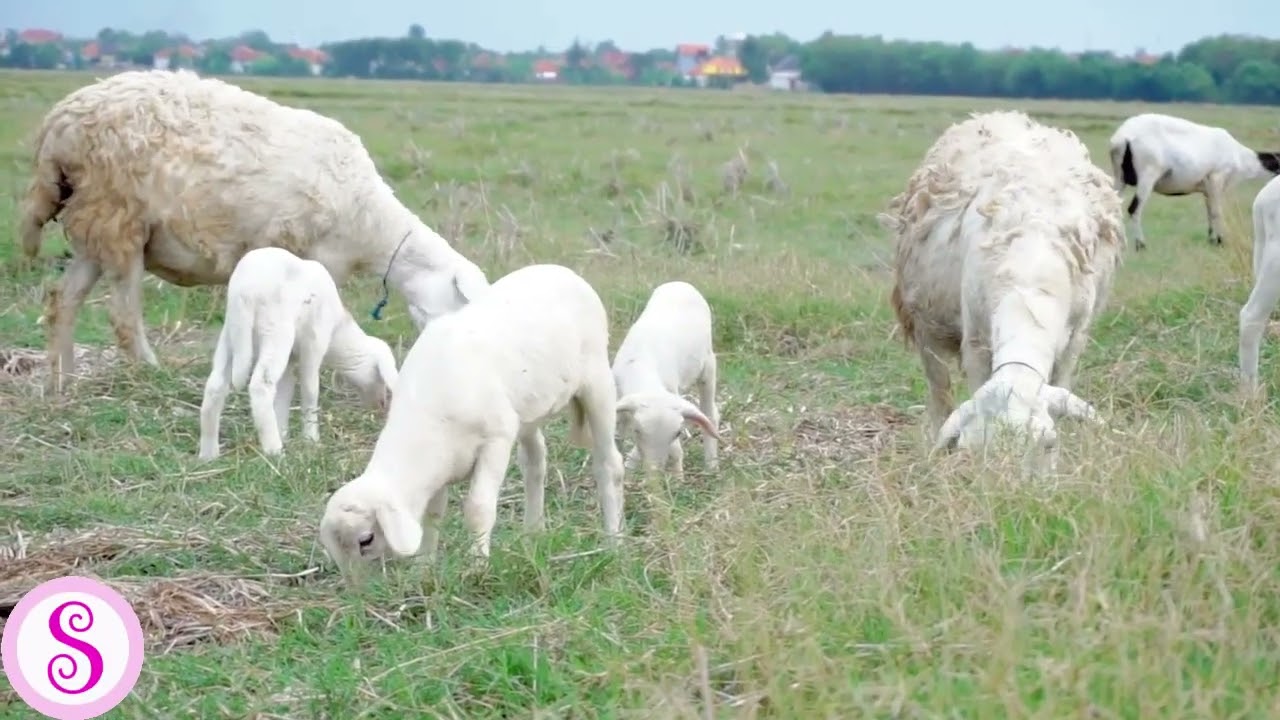 Suara embek kambing | Sofia Suara