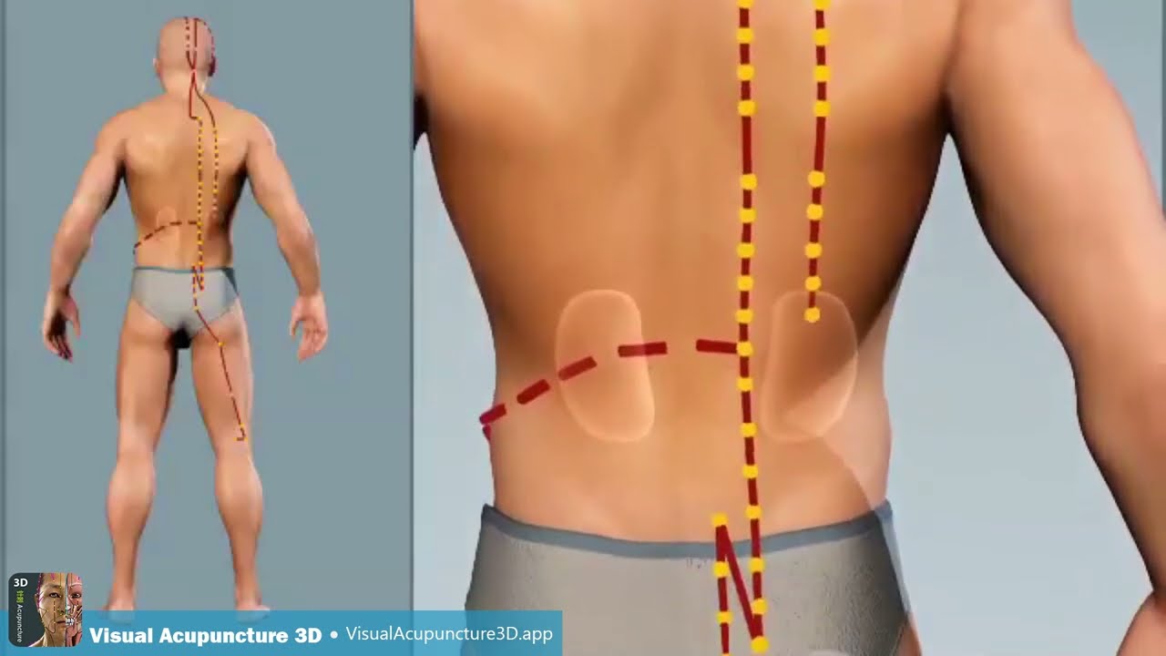 Bladder Meridian - acupuncture