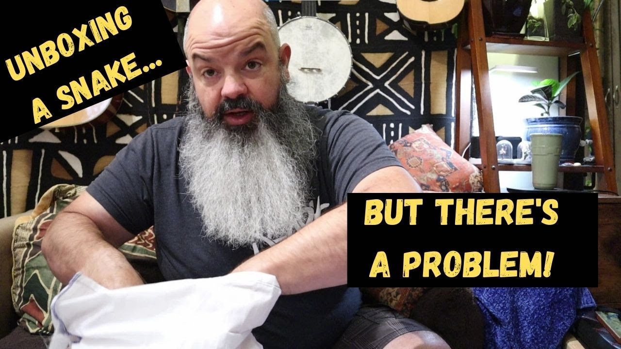 New Adult vs New Baby Ball Python: Unboxing and there's a problem