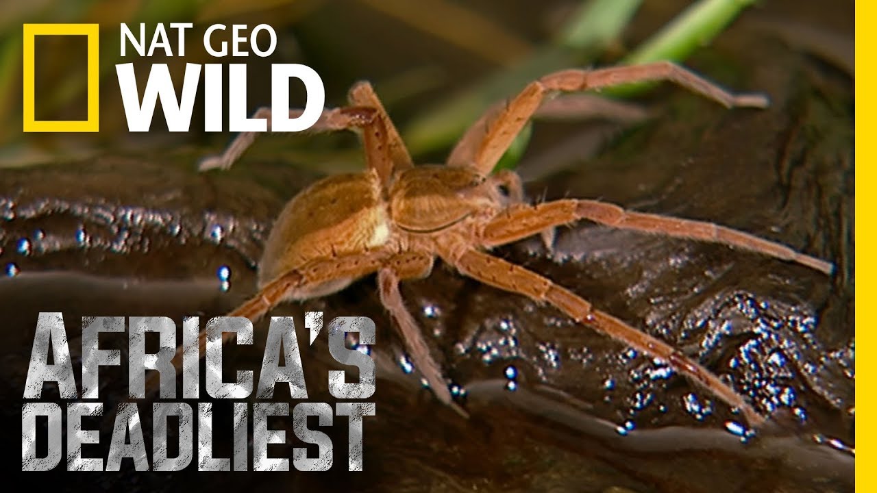 Melting Guts | Africa's Deadliest