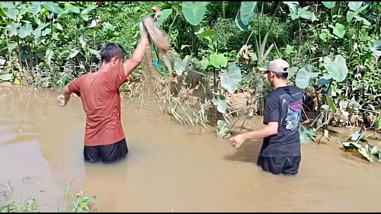 Mencari Ikan di Sungai Kecil Pake Jala ,Ikan Nila, Ikan Sapu-sapu