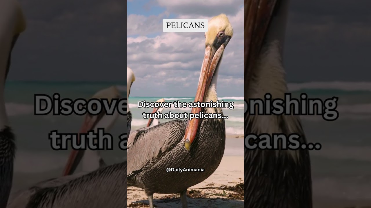 Discover the astonishing truth about pelicans    