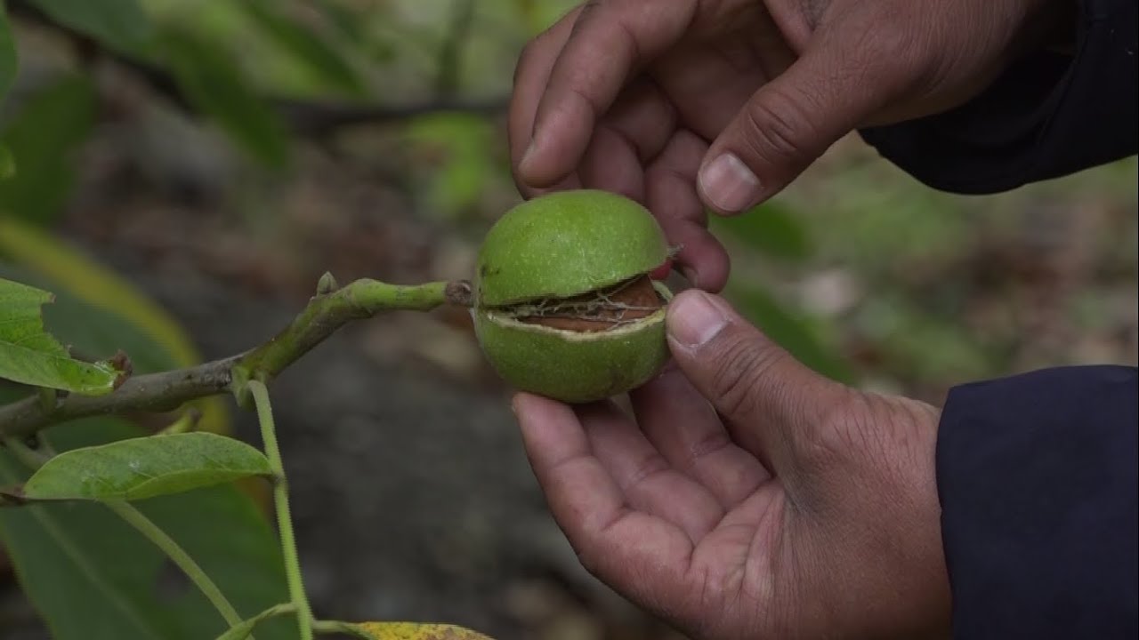 ओखर खेती प्रविधि