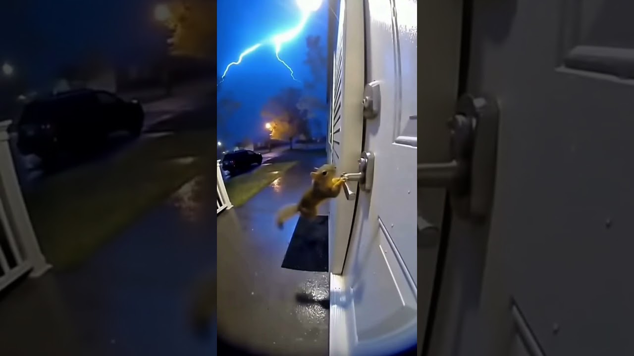 !la ardilla ayuda ahhhhh 