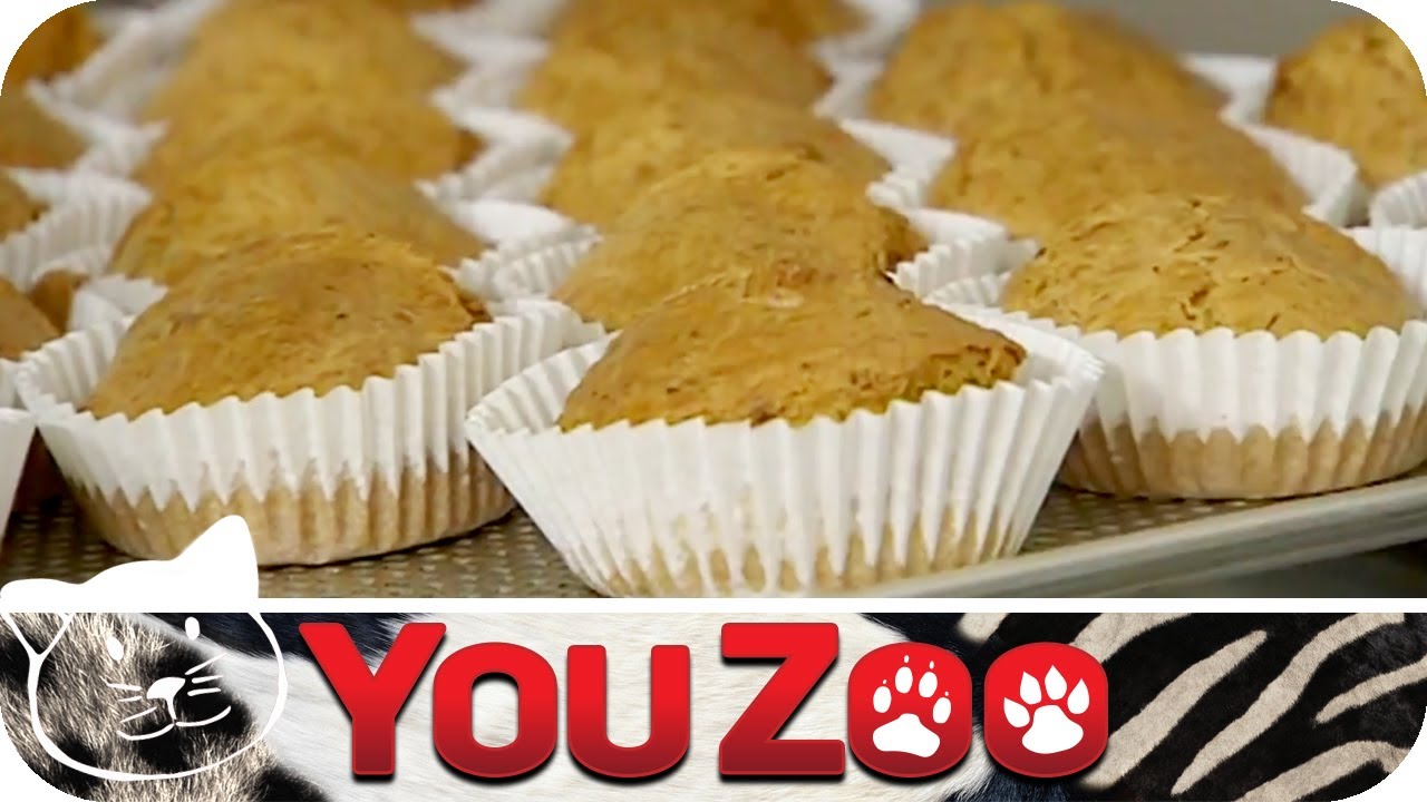Hundekuchen für Hund und Mensch - Hundekuchen selber backen │YouZoo