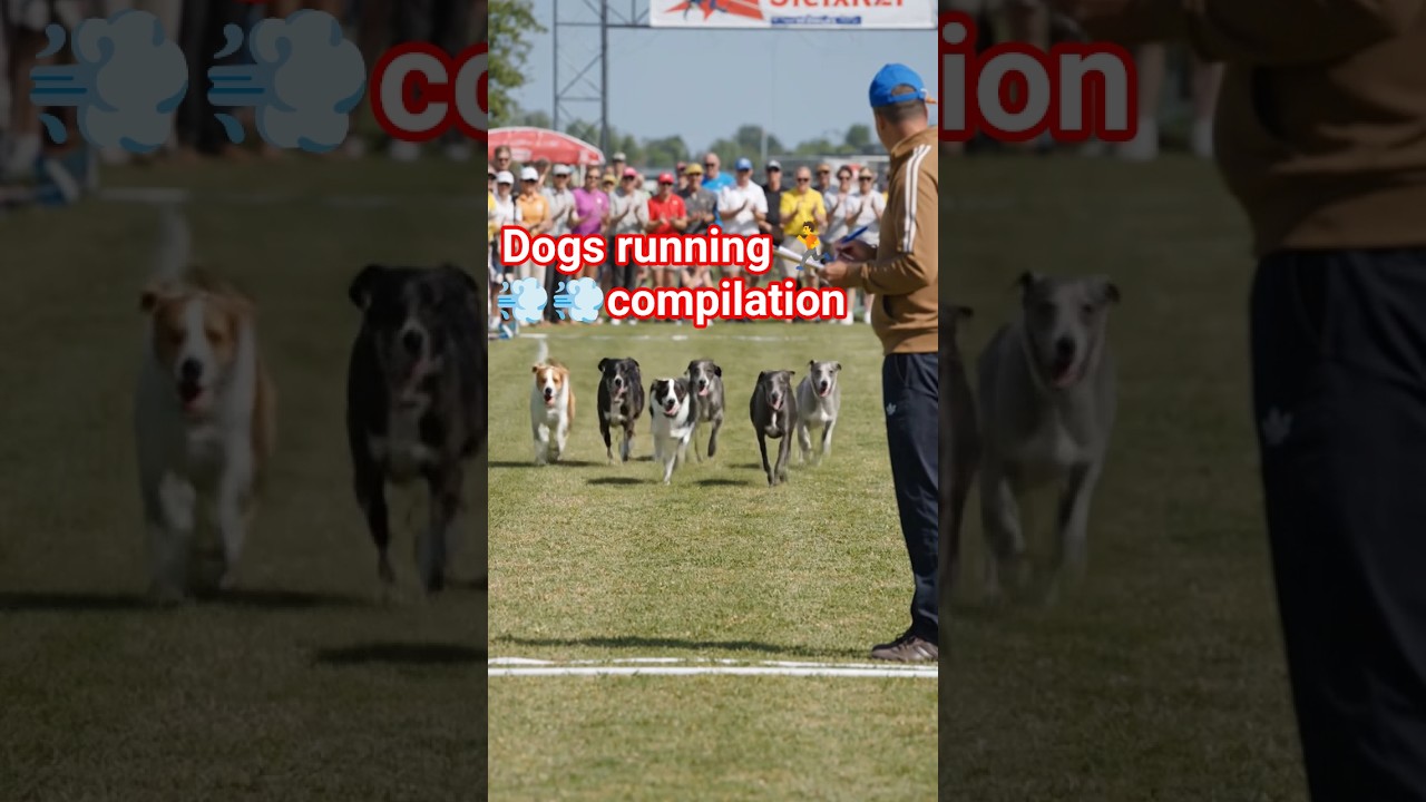 They are so excited to play with me 🐶🔥 | Fun Dog Race Short 