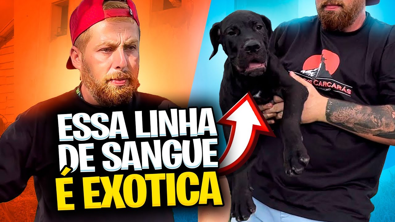 COMPREI UM PRESA CANARIO NEGRO