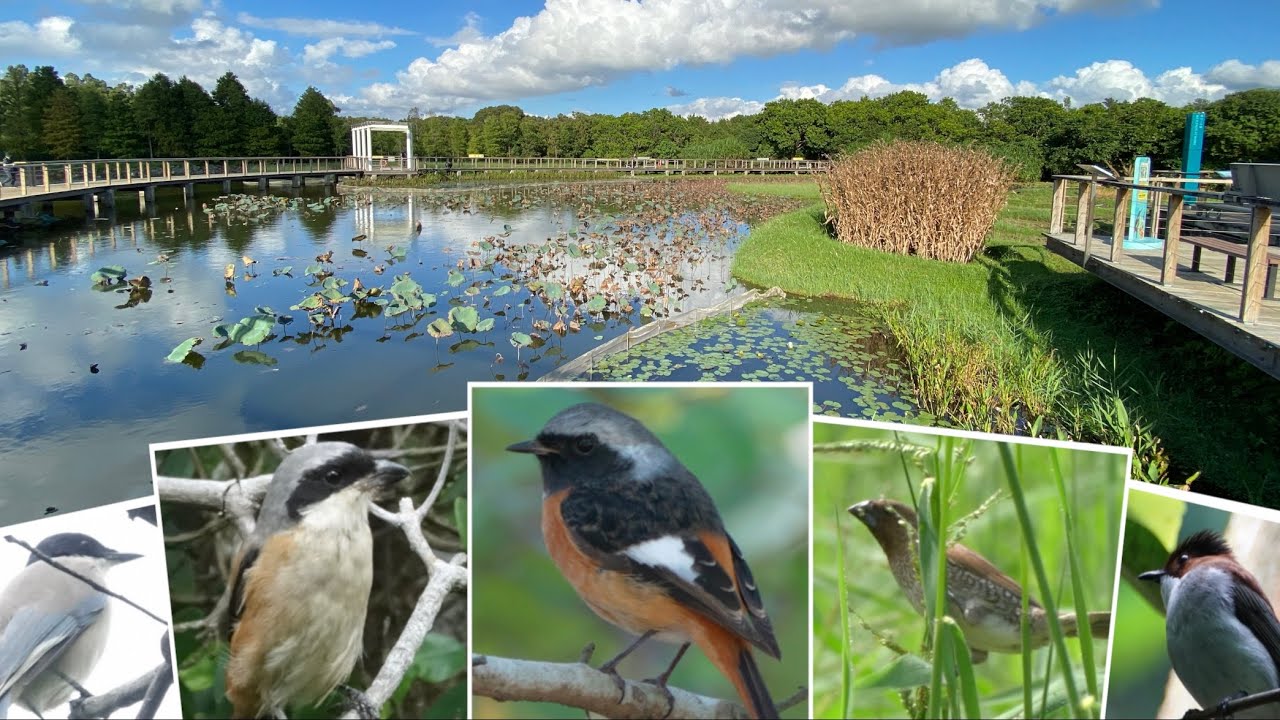 Amazing Bush Birds @ Hong Kong Wetland Park 香港濕地公園林鳥觀賞
