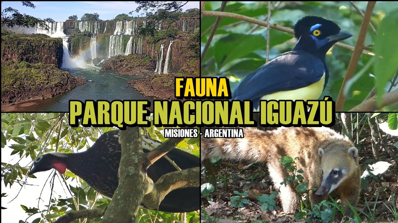 ANIMALES silvestres que encontré en IGUAZÚ‼️🐒🦡🦅🦆🐥🦋🐟
