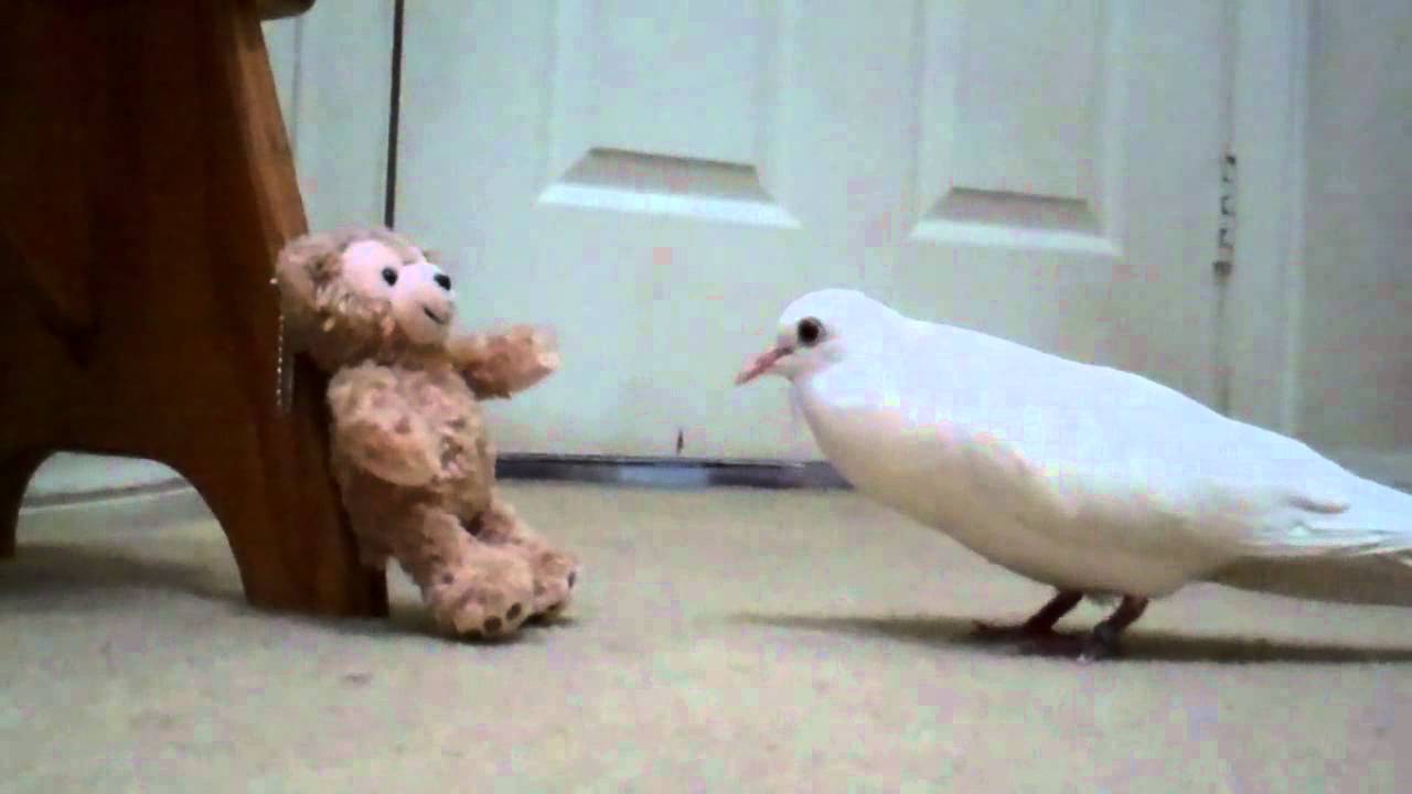 Dove meets Duffy Bear