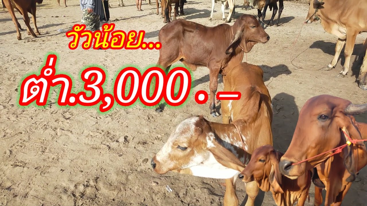 วัวน้อยราคาต่ำ 3,000 บาทที่ตลาดวัววาริน อุบลฯ 29 ตุลาคม 66