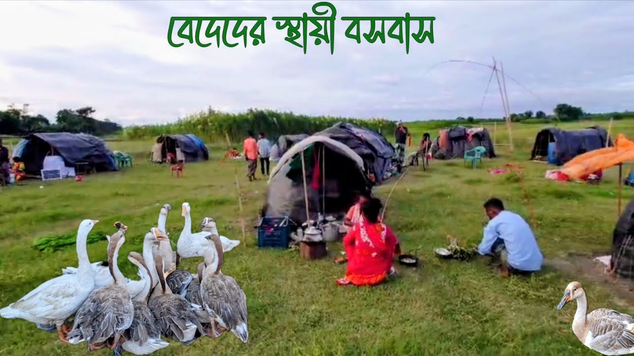 বেদে সম্প্রদায়ের স্থায়ী বসবাস রয়েছে গাজীপুরের শ্রীপুরে | হাট বাজার  Bede community of Bangladesh 