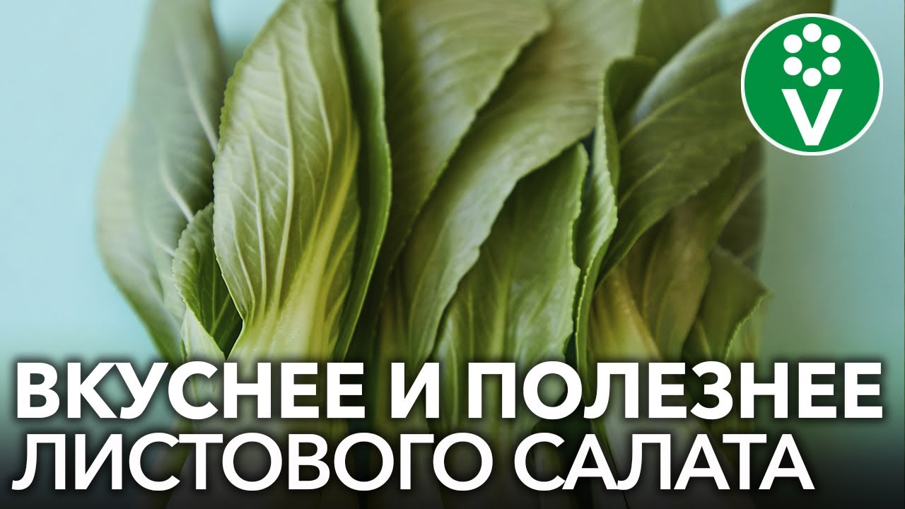 5 ЭКЗОТИЧЕСКИХ РАСТЕНИЙ, КОТОРЫЕ Я РЕКОМЕНДУЮ ВЫРАЩИВАТЬ КАЖДОМУ!