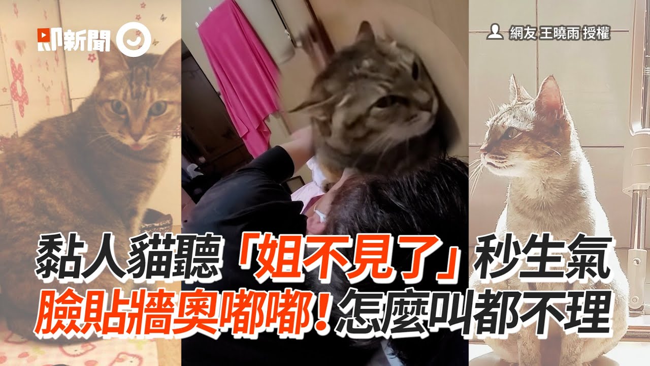 黏人貓聽「姐不見了」秒生氣　臉貼牆奧嘟嘟！怎麼叫都不理｜寵物｜貓咪｜鬧脾氣｜精選影片