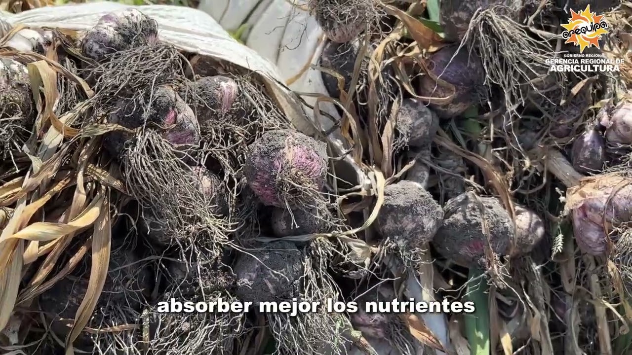 🌱🧄🥔🧅 Resultados que fortalecen el campo