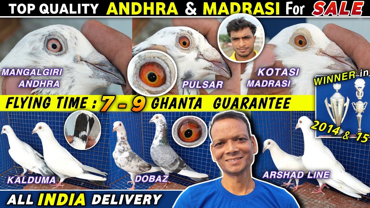 Mangalgiri Andhra & Arsadline/Pulsar/Katasi Madrasi Pigeon Sale of Ustad Shankar |Highflying Pigeons