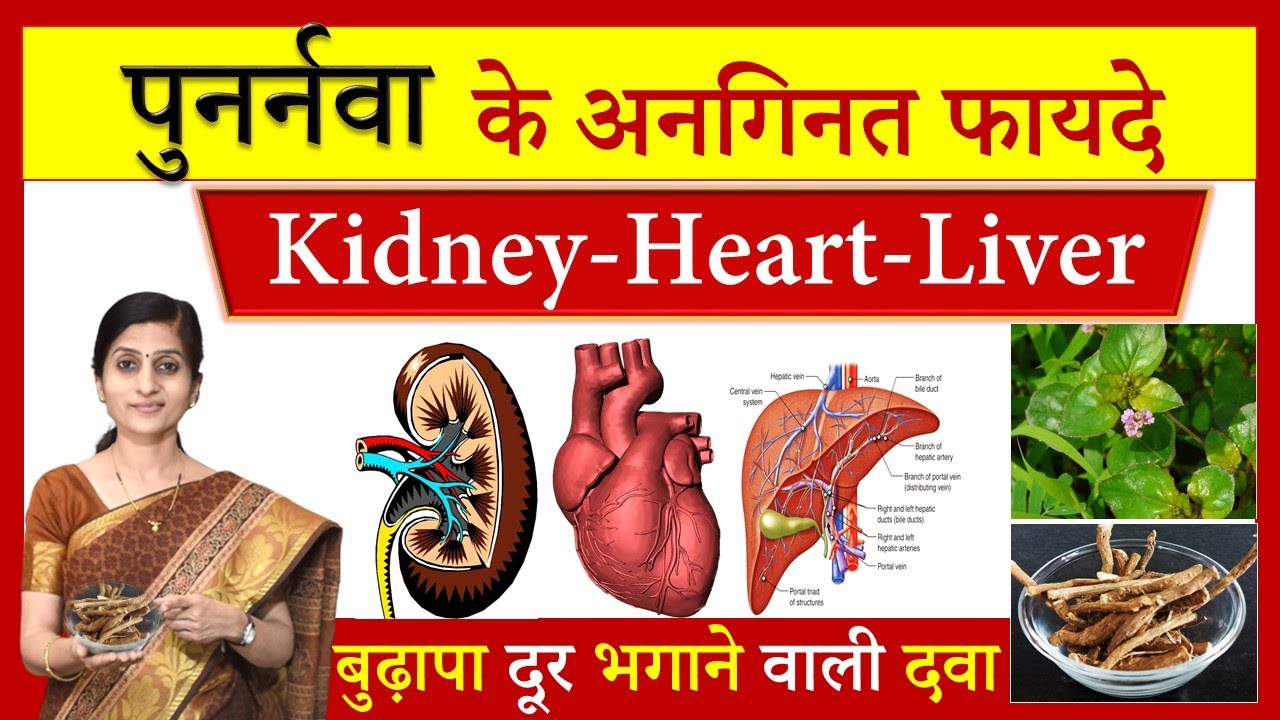 7 Amazing Health Benefits of Punarnava (पुनर्नवा) || पुनर्नवा के अनगिनत फायदे Boerhavia diffusa