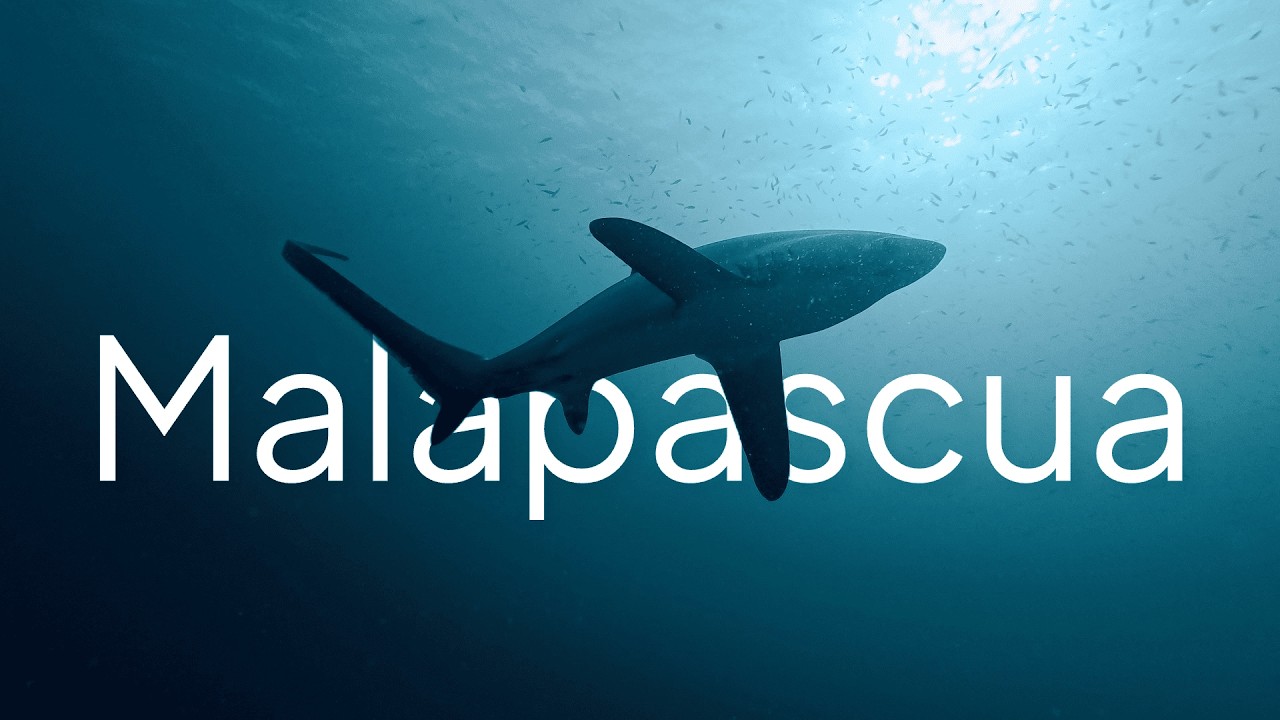 Diving in Malapascua