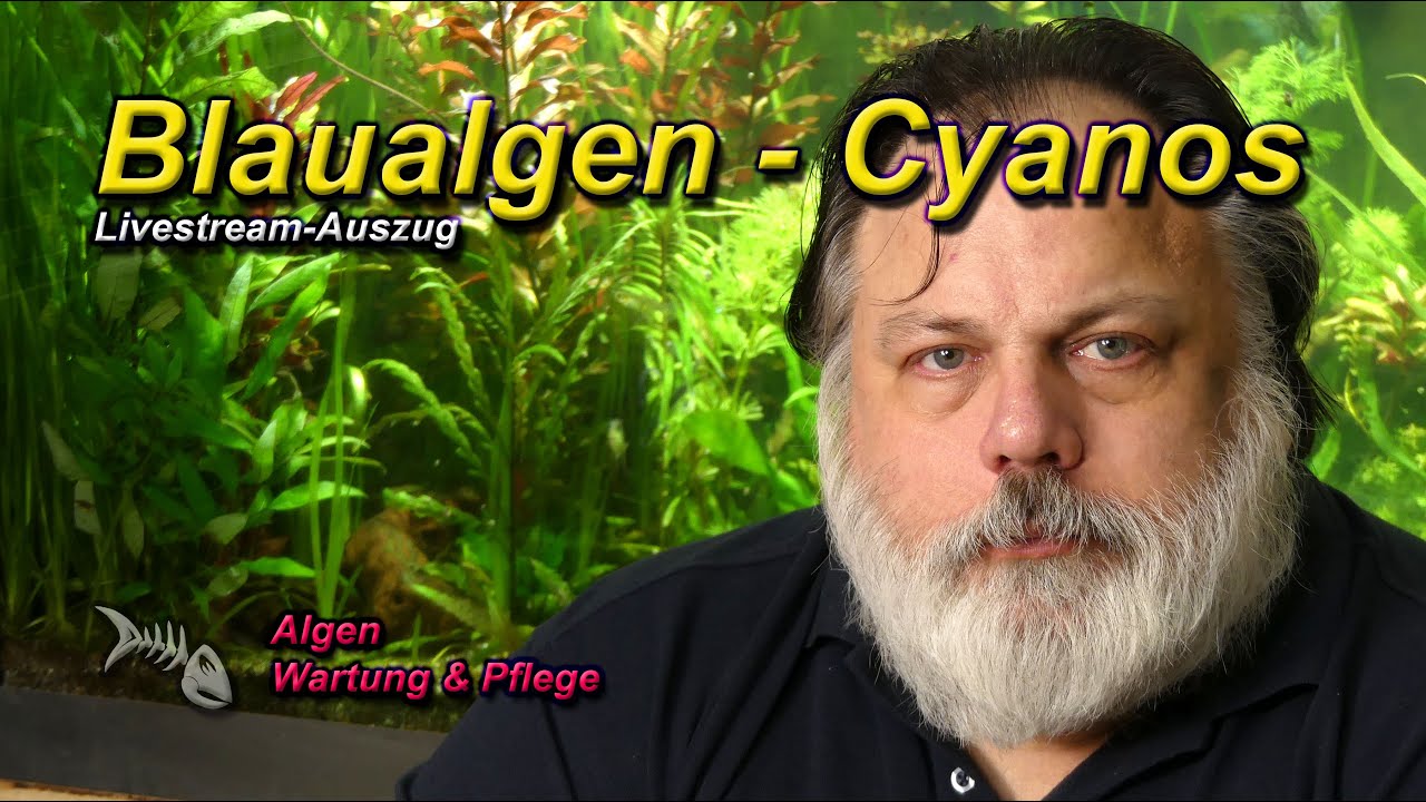 Wie bekomme ich meine Cyanobakterien (Blaualgen - Cyanos) dauerhaft weg?