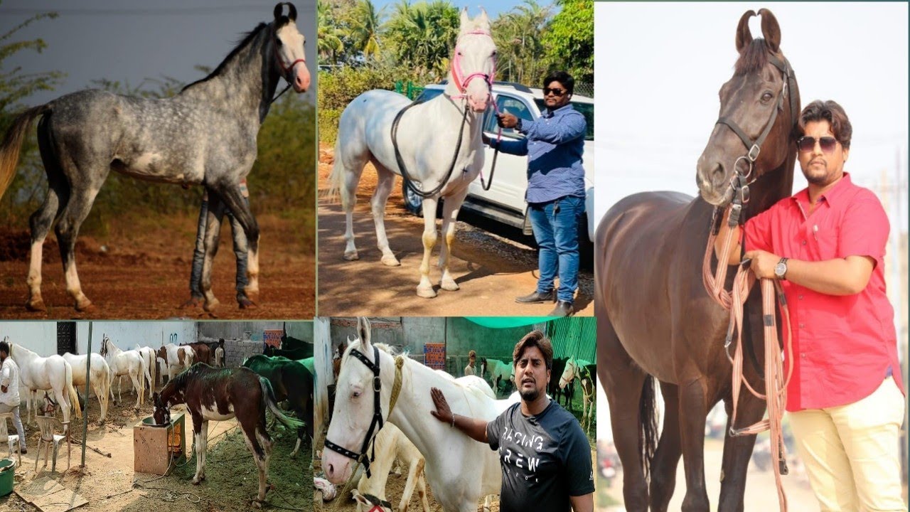 Best, trading Bilal bhai horse in Hyderabad 9533744190