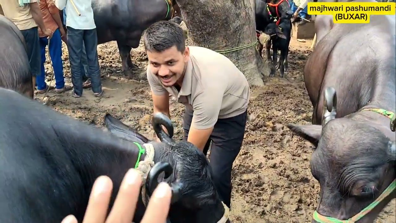 Majhwari mela ki kuch khaas pashu full video#pashumandi##buffalo#buffalofair#bussinessideas#reach