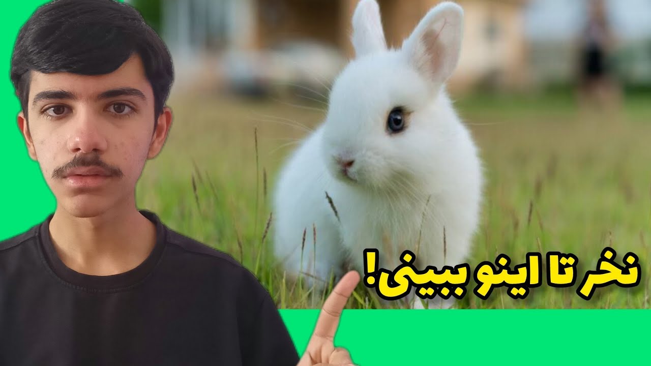 قبل از خرید خرگوش مینیاتوری این ویدیو رو ببین!🐰نگهداری خرگوش مینیاتوری