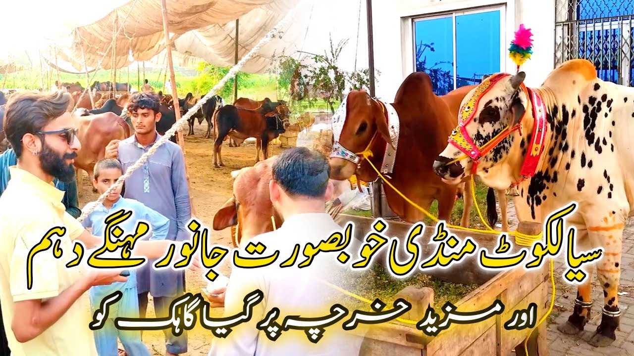 COW MANDI KA SUB SE PAYRA JANWAR KA SODA - BAKRA MANDI PAKISTAN APNA PU NJAB