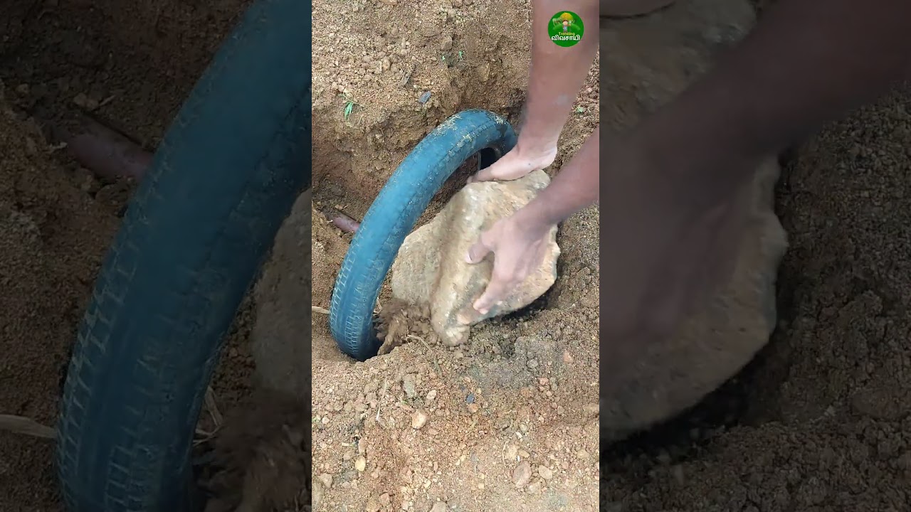 Super idea!👌🏻 old tyre reuse tips! #cow #farming #idea #tips