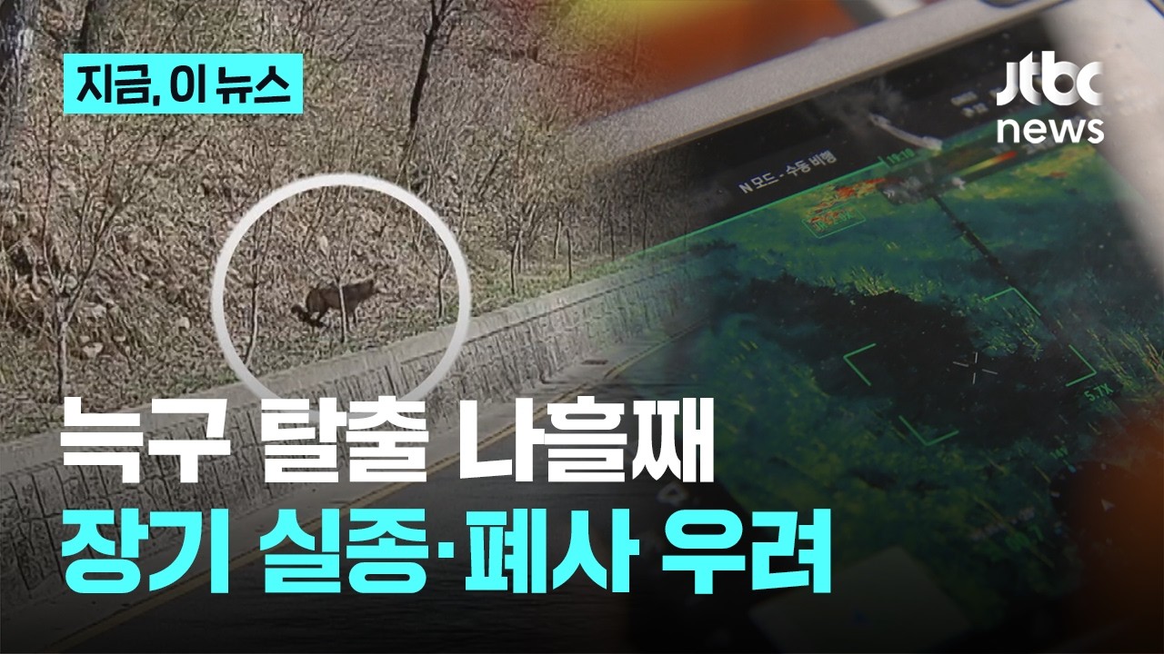 늑구 탈출 나흘째&hellip;드론 띄우고 카메라 설치했지만, 장기 실종&middot;폐사 우려도｜지금 이 뉴스