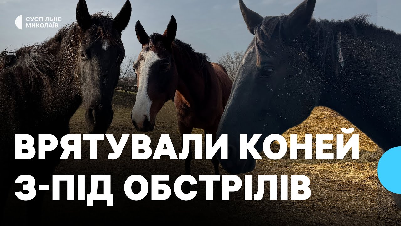 Евакуйовані з-під обстрілів на Дніпропетровщині коні знайшли прихисток у Миколаєві