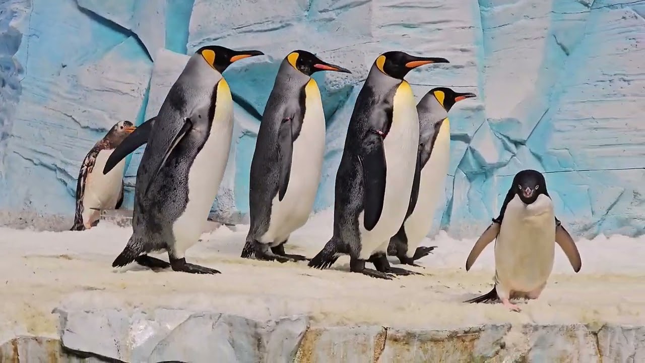 Playful Penguins at Seaworld Abu Dhabi - The Maniago's Adventure