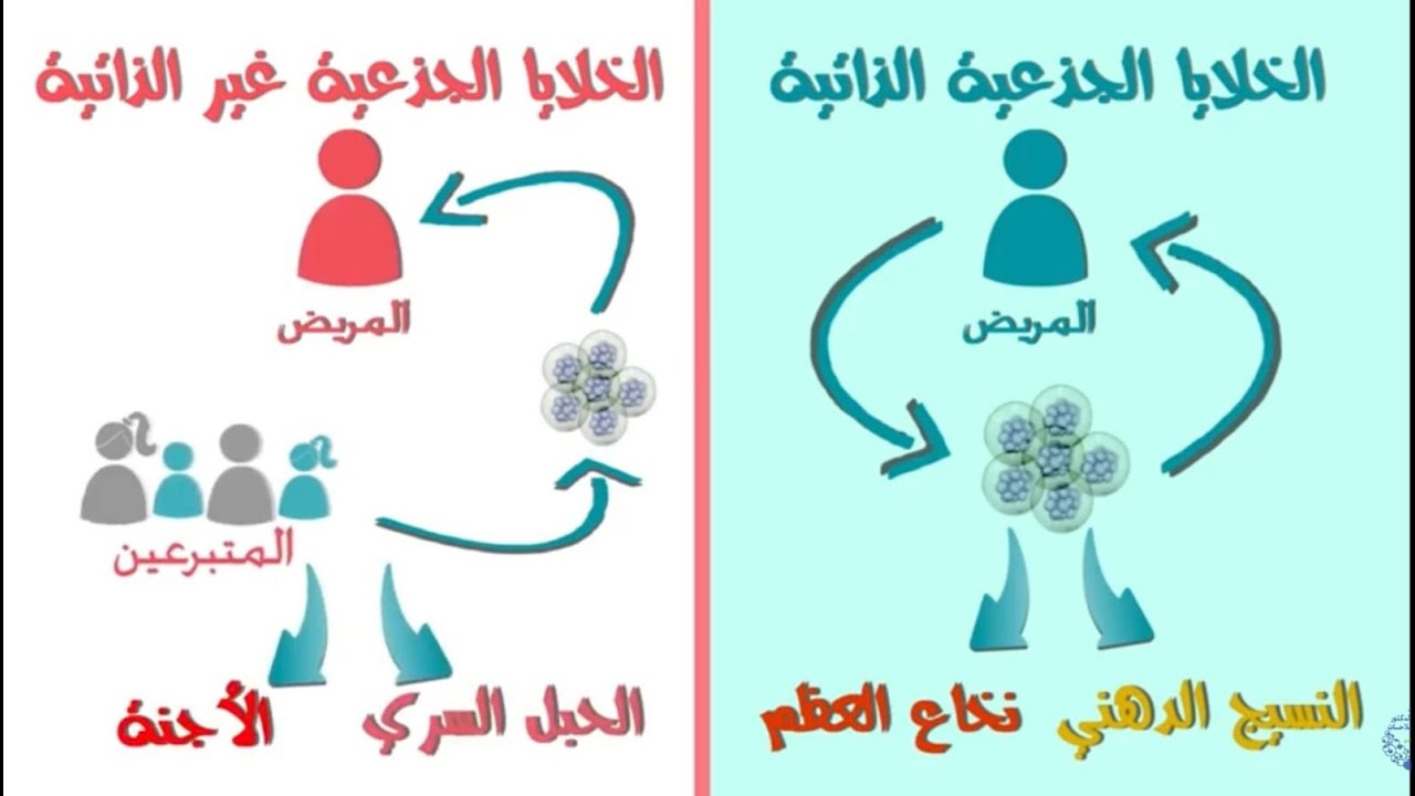 ماهي الخلايا الجذعية؟