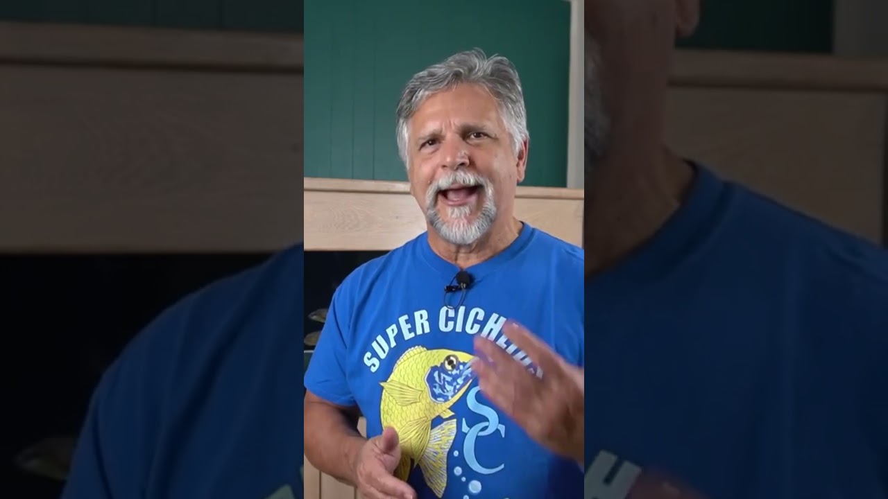 Getting RID of *UGLY BROWN ALGAE!* (Click Link for Full Video)