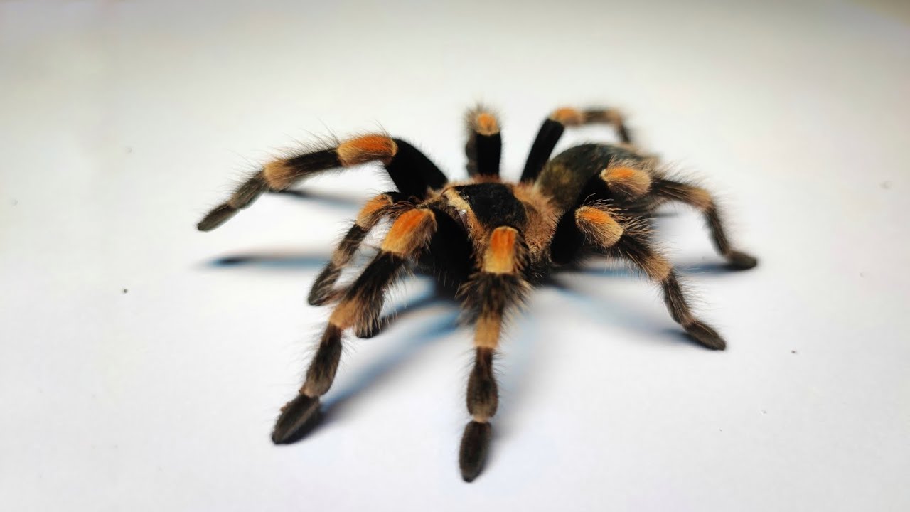 Обустройство террариума для Брахипельмы смитти/хамори🕷️ Часть 2