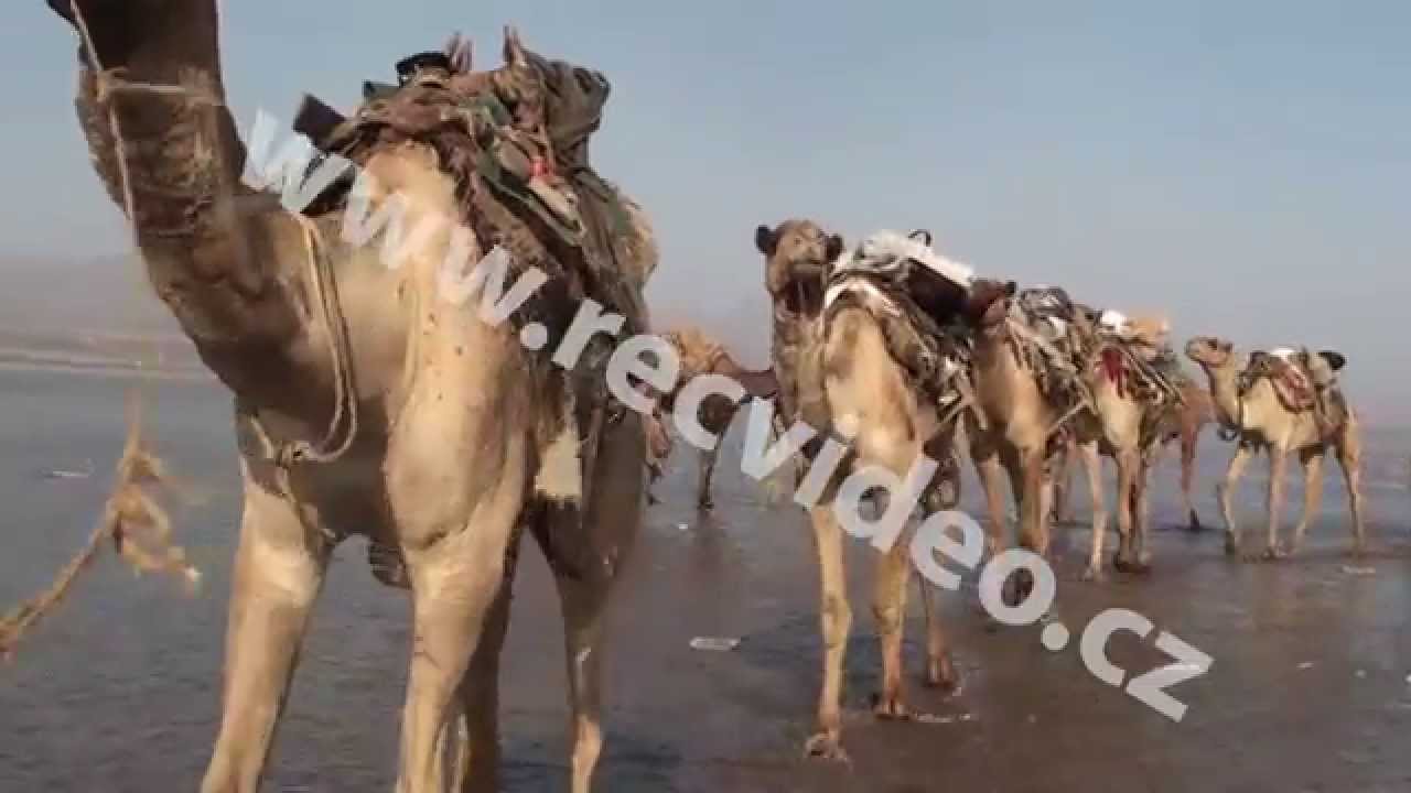Egypt - Sinaj - zv&iacute;řata - velbloudi