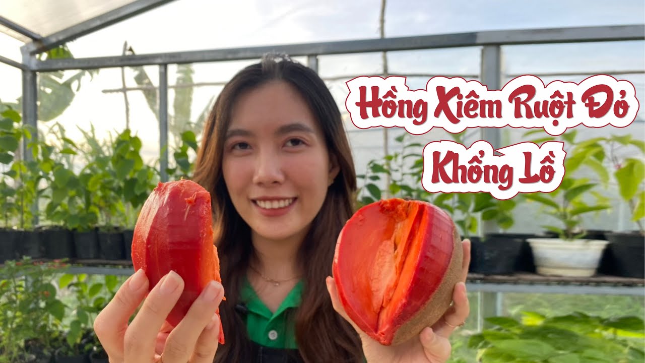 Ăn Thử Hồng Xiêm Ruột Đỏ Khổng Lồ | Eating Tazuman Mamey Sapote