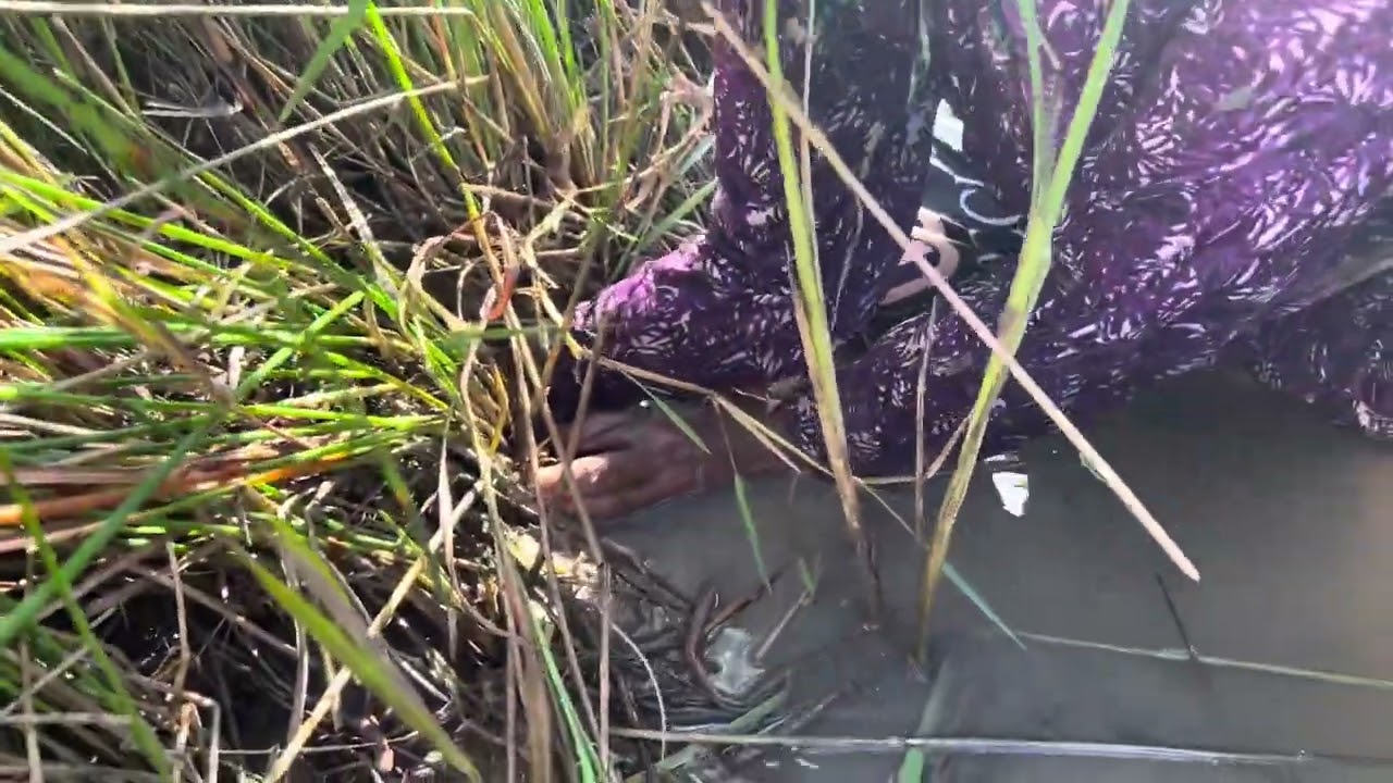 Catching fish in the rice fields 
