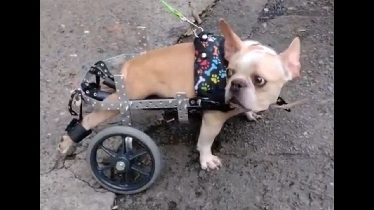BULLDOG FRANCES EN SILLA DE RUEDAS