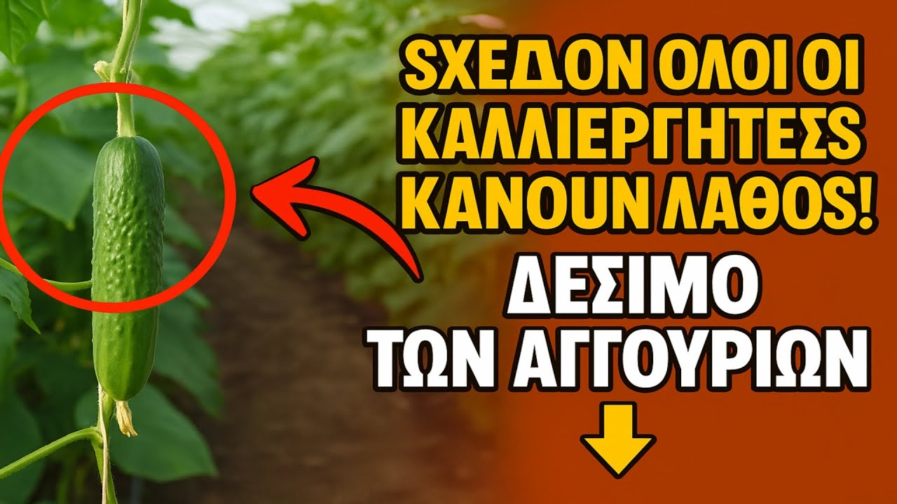 Σχεδόν όλοι οι καλλιεργητές κάνουν λάθος στο δέσιμο των αγγουριών. Να πώς το κάνουν οι αγρονόμοι 👇